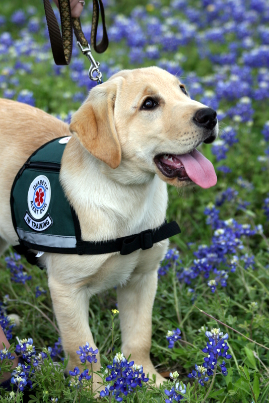 Diabetic Alert Dogs in Dallas,Texas | DADs Dog