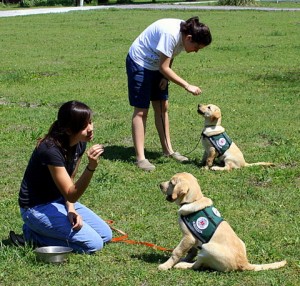 Training DAD Puppies