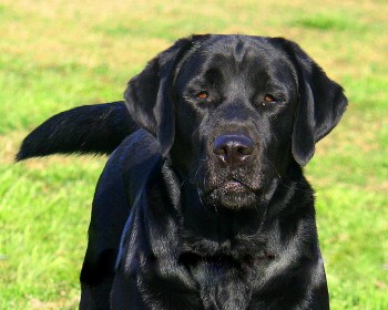 Adult Dogs for Sale | Brooks Legacy Labradors