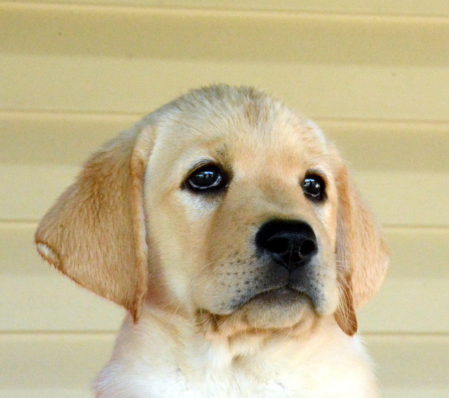 Check Out The Puppies Available At Brooks Labradors